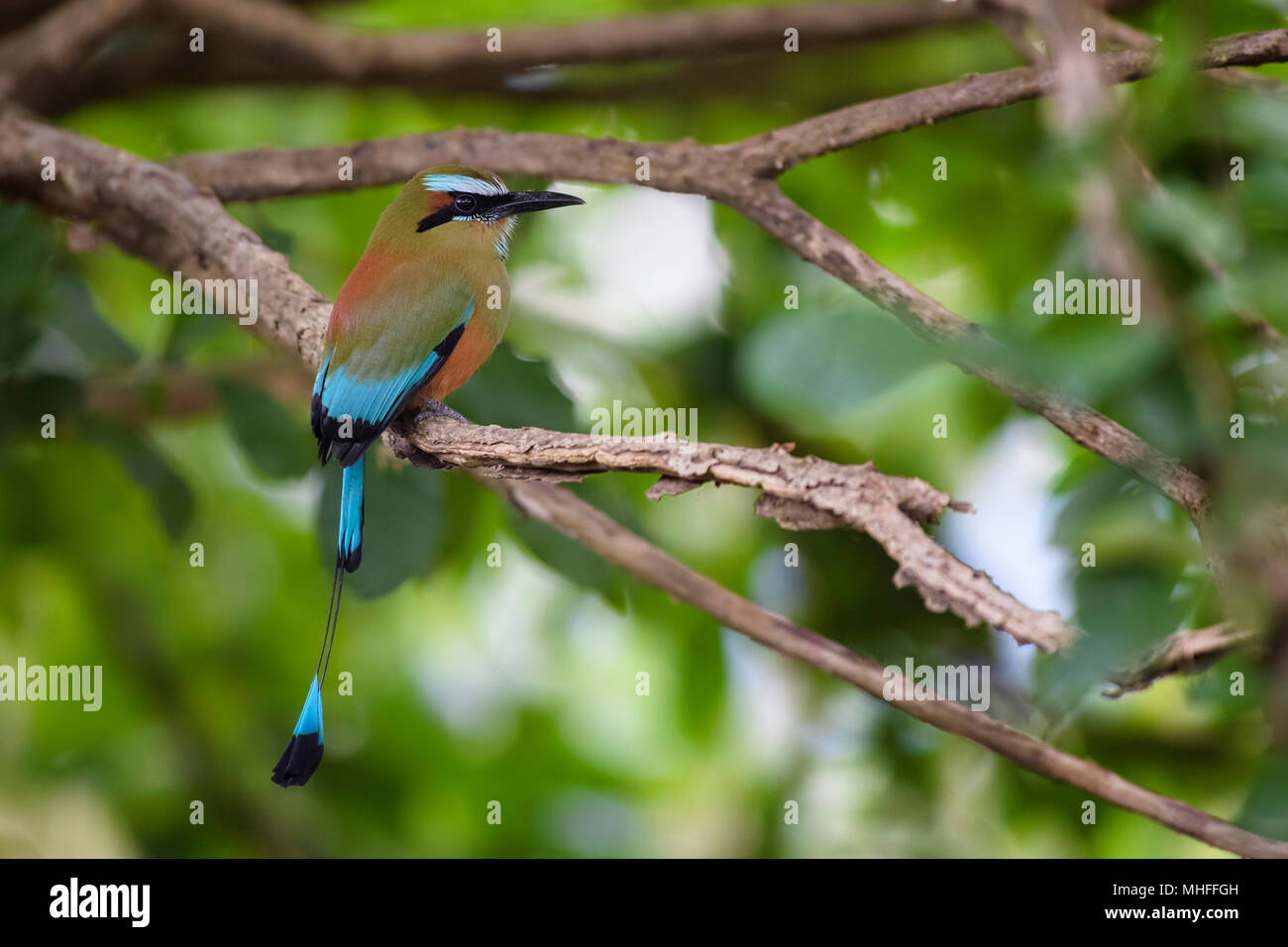 Turquoise-browed Motmot - Eumomota superciliosa, beautiful colorful motmot from Central America forests, Costa Rica. Stock Photo