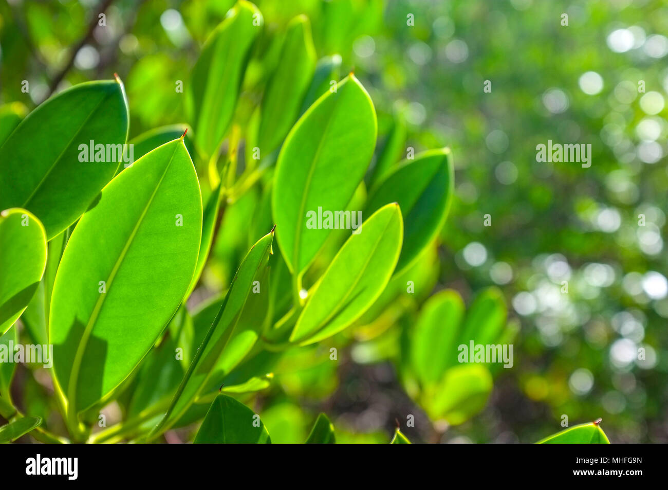 Close-up of mangrove trees leaves at East Point Reserve in Darwin, Northern Territory, Australia. Stock Photo