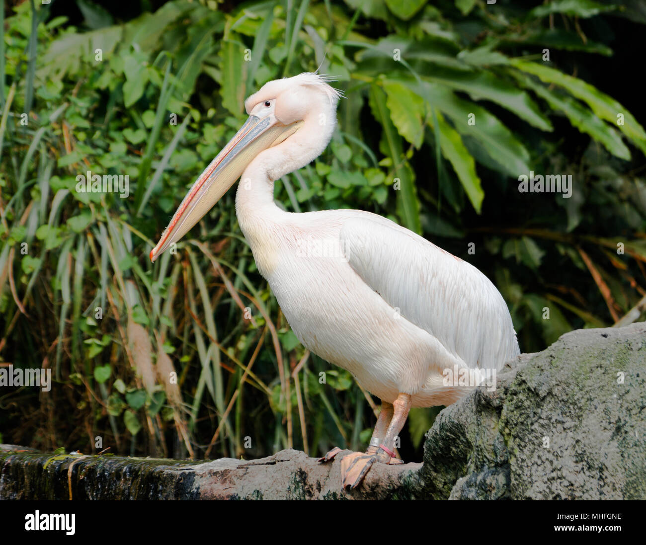 Great eastern white pelican bird or Pelecanus onocrotalus on the ground Stock Photo