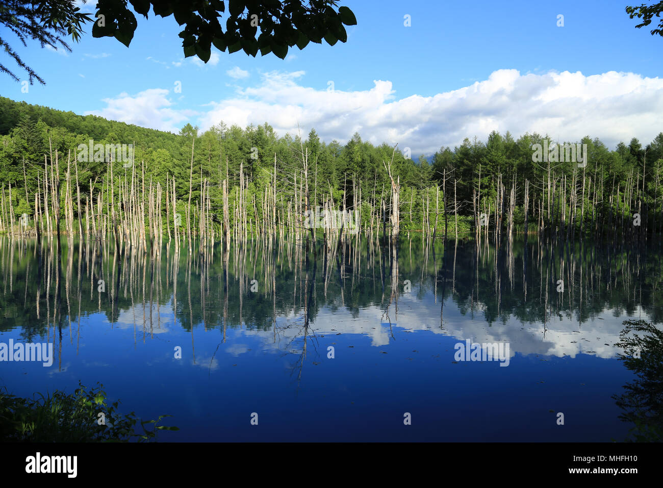 Aoiike blue pond with reflection of tree in Biei, Hokkaido Stock Photo ...