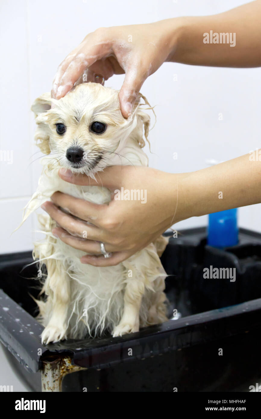 pomeranian puppy shower in bathroom Stock Photo Alamy