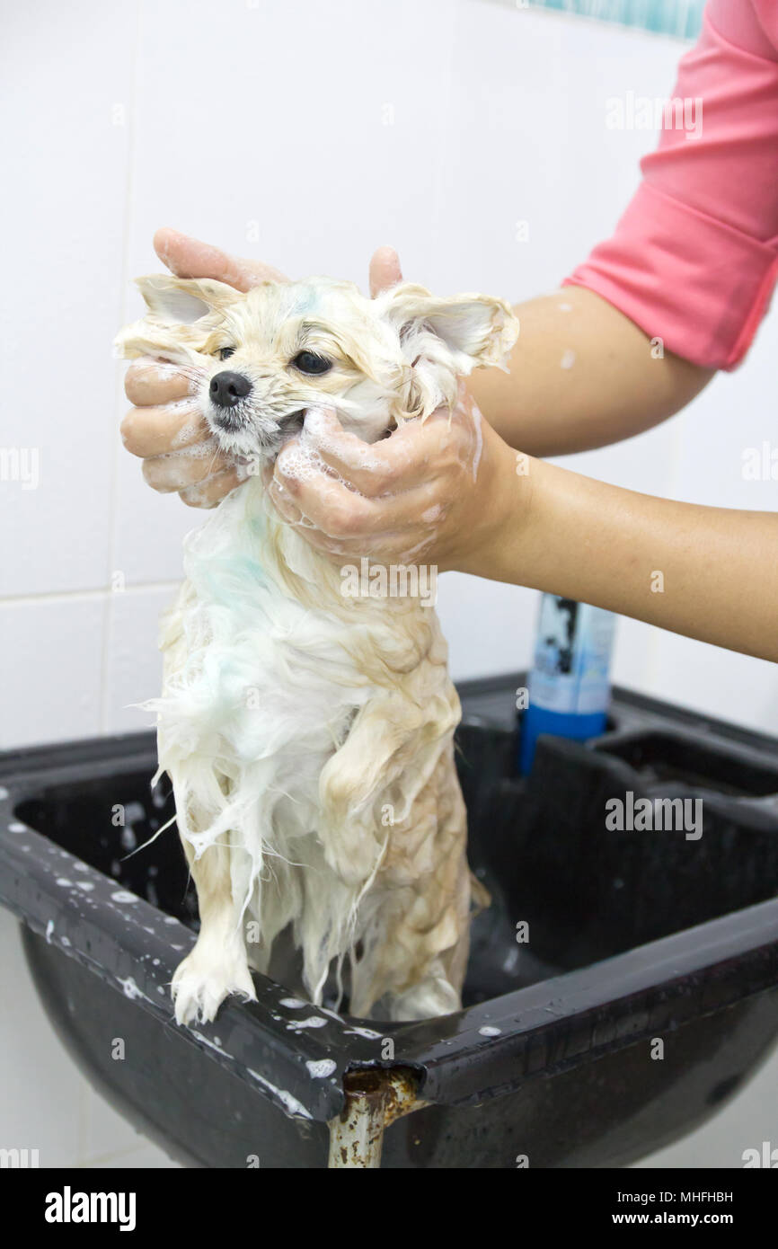 pomeranian puppy shower in bathroom Stock Photo Alamy
