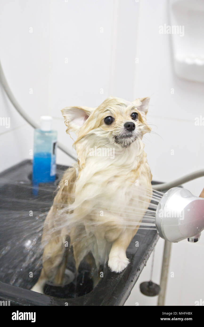 How Do You Wash A Pomeranian Puppy