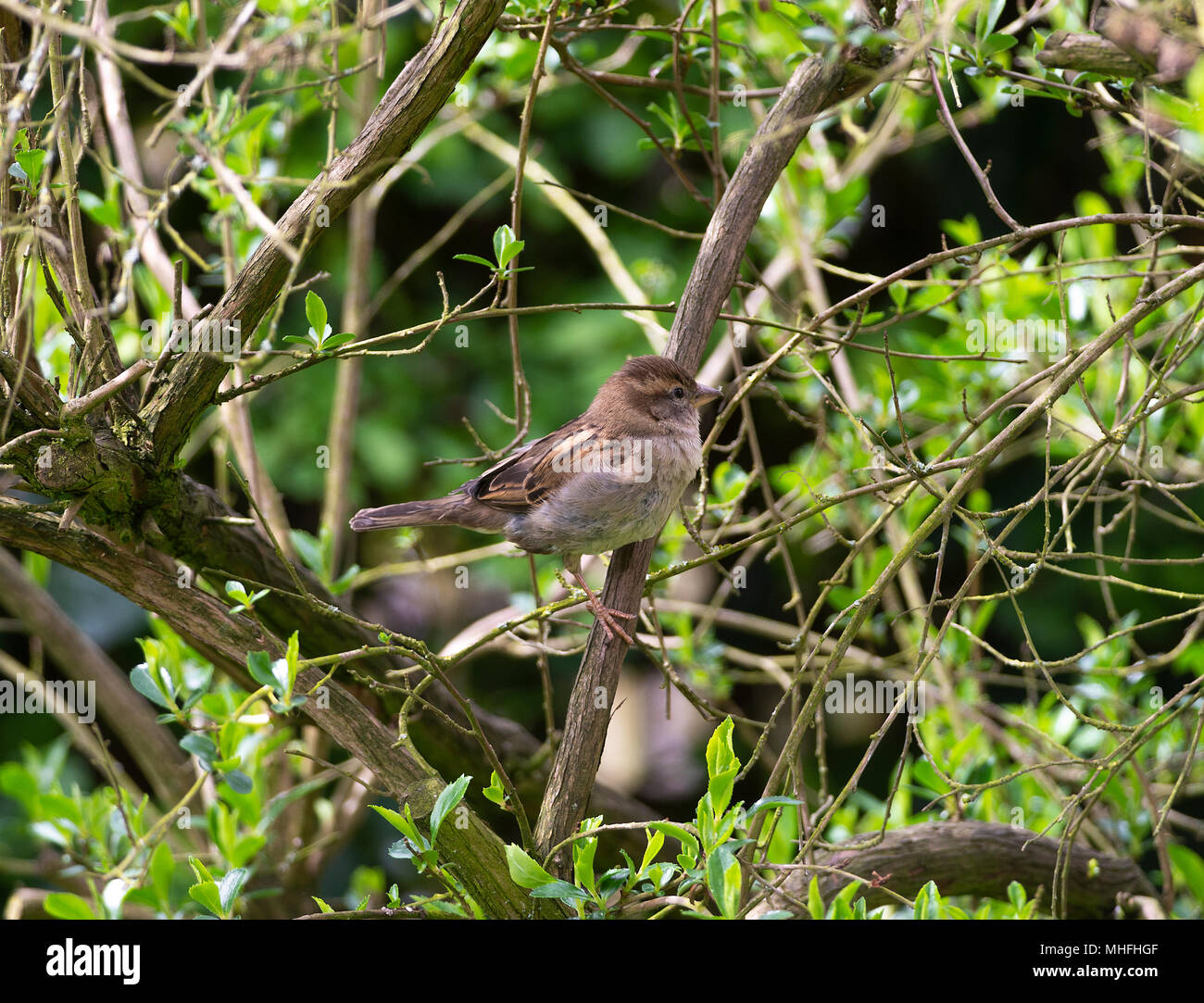 An Adult Female House Sparrow Perching in an Escallonia Bush in a Garden in Alsager Cheshire England United Kingdom UK Stock Photo