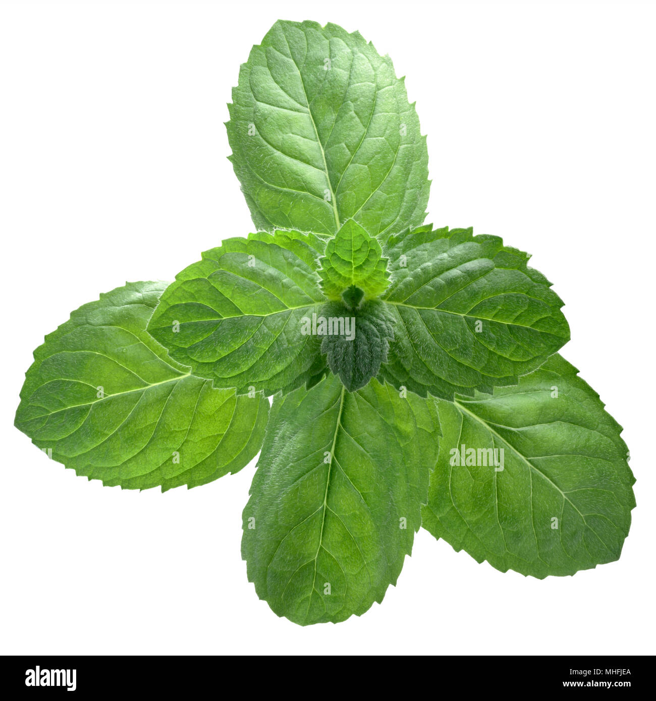 Peppermint or mint leaves (Mentha piperita), top view Stock Photo Alamy