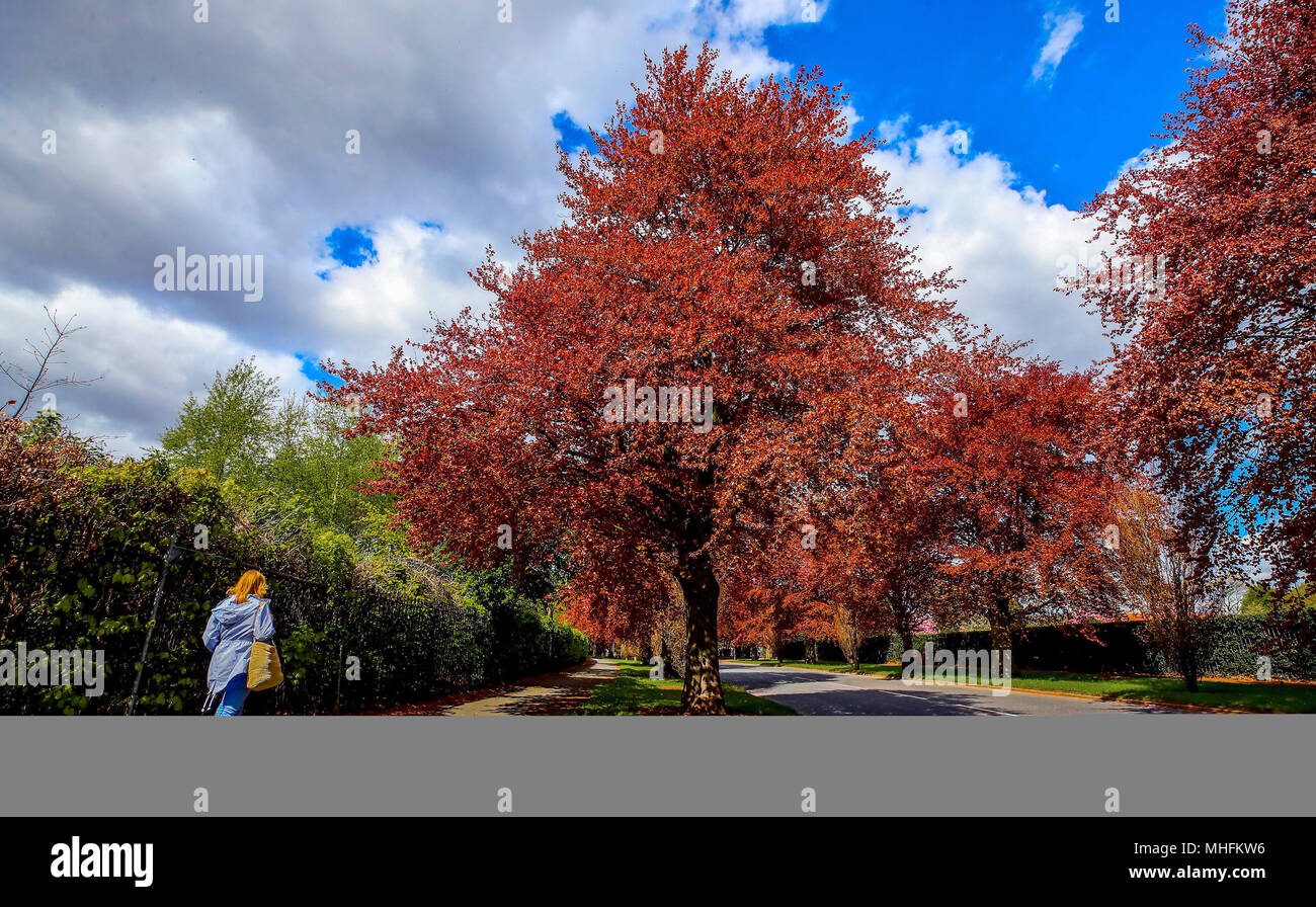 First Lady Tree Lady tree hi-res stock photography and images - Alamy