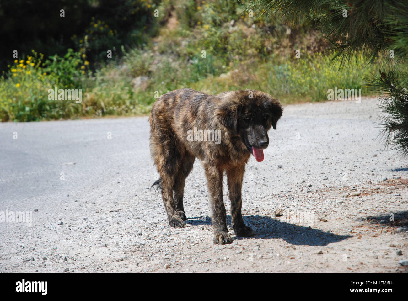 Wild dog wandering alone on the road. Stock Photo