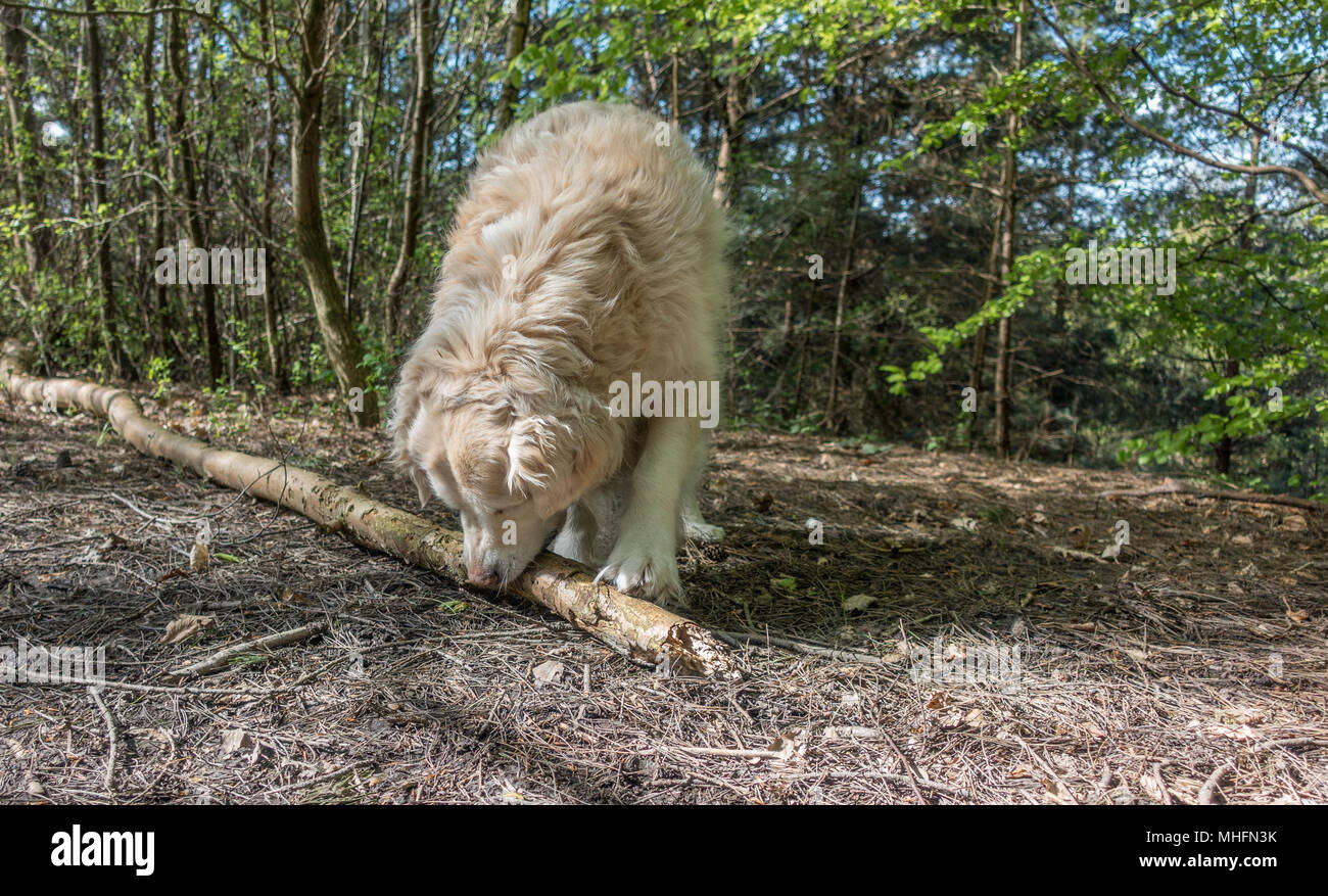 Golden retriever dog chewing on a tree branch Stock Photo Alamy