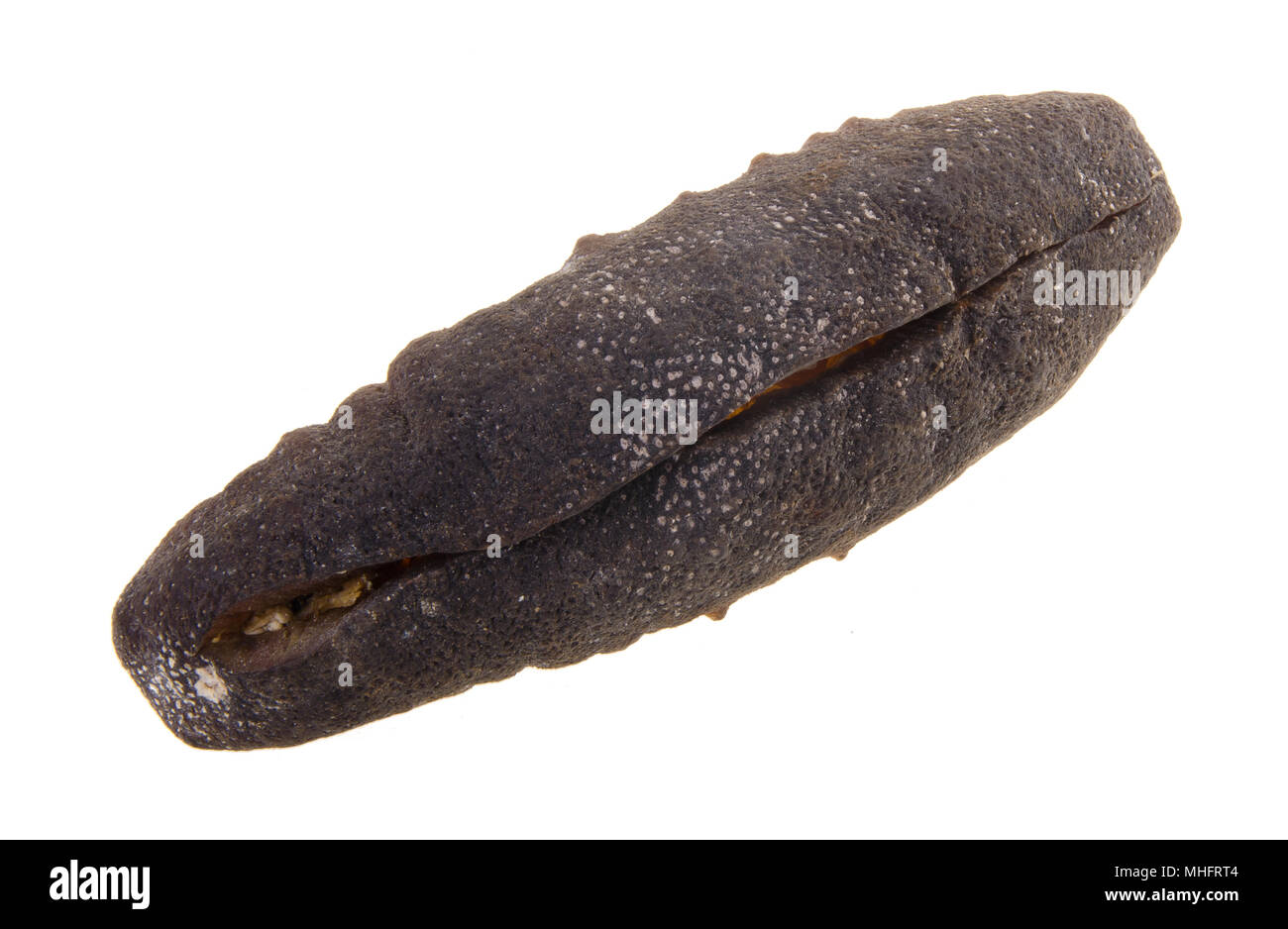 sea cucumber. close up of dried sea cucumber Stock Photo Alamy