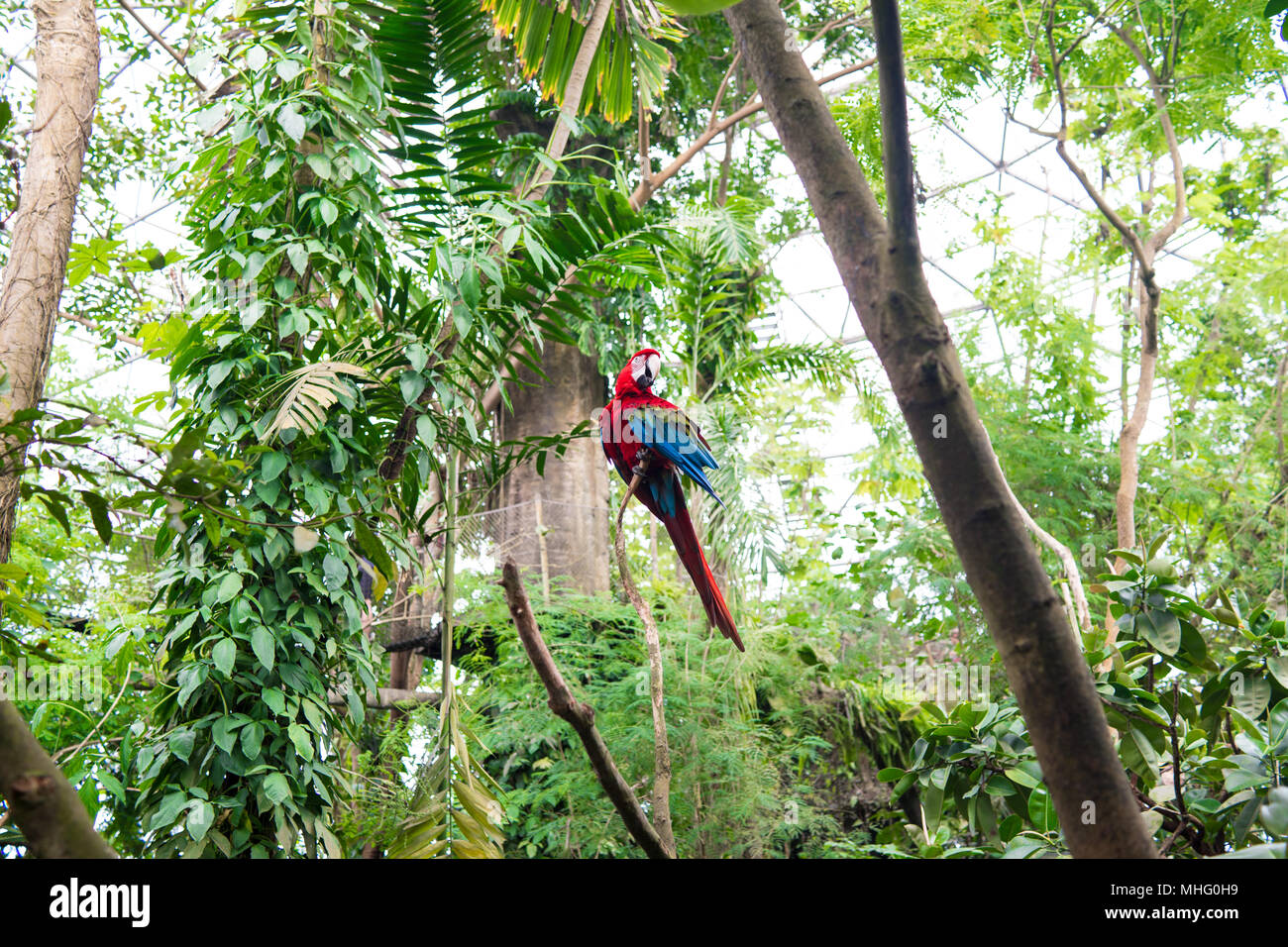 parrot in jungle Stock Photo Biology Diagrams