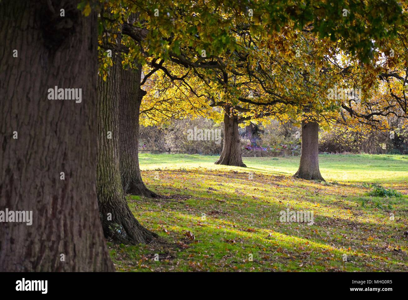 Row of Oak trees during autumn, Cotswolds Stock Photo - Alamy