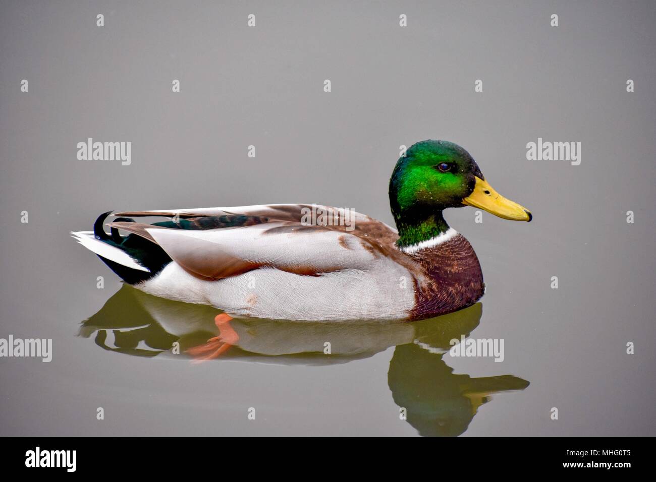 Duck in pitville park cheltenham during Autumn Stock Photo
