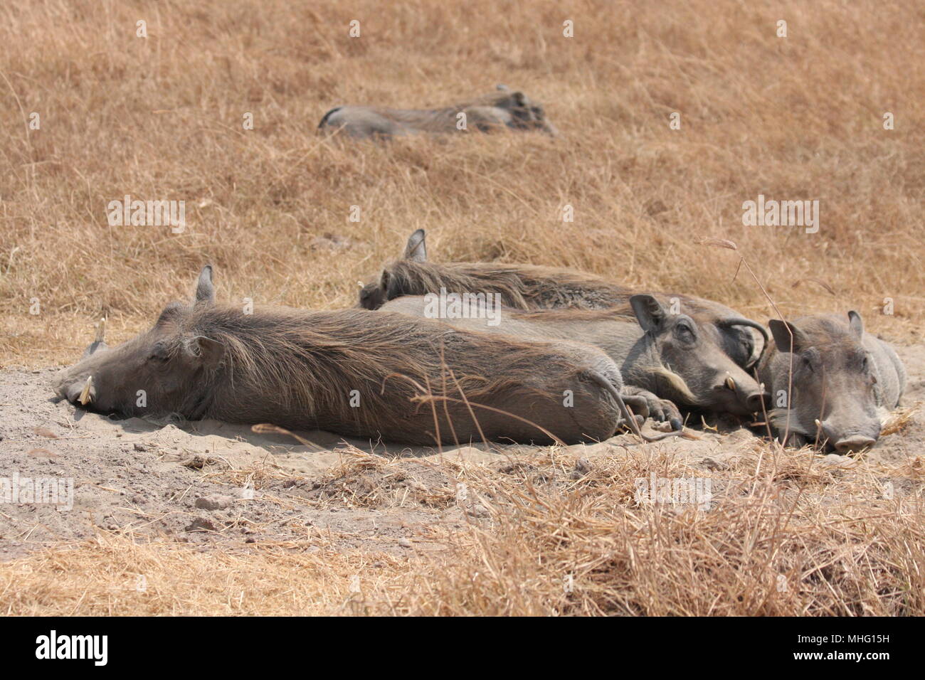 Let the family of Warthogs sleep Stock Photo - Alamy