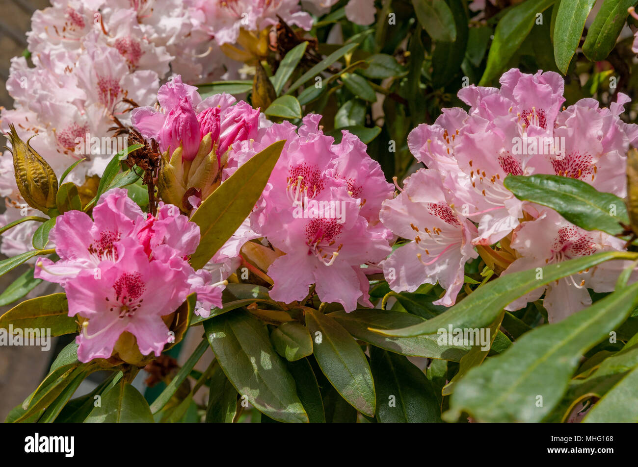 Azalea flowers. blossoms Stock Photo - Alamy