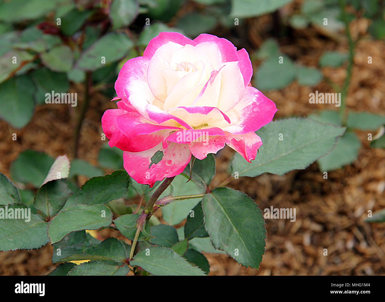 Unique rose Stock Photo