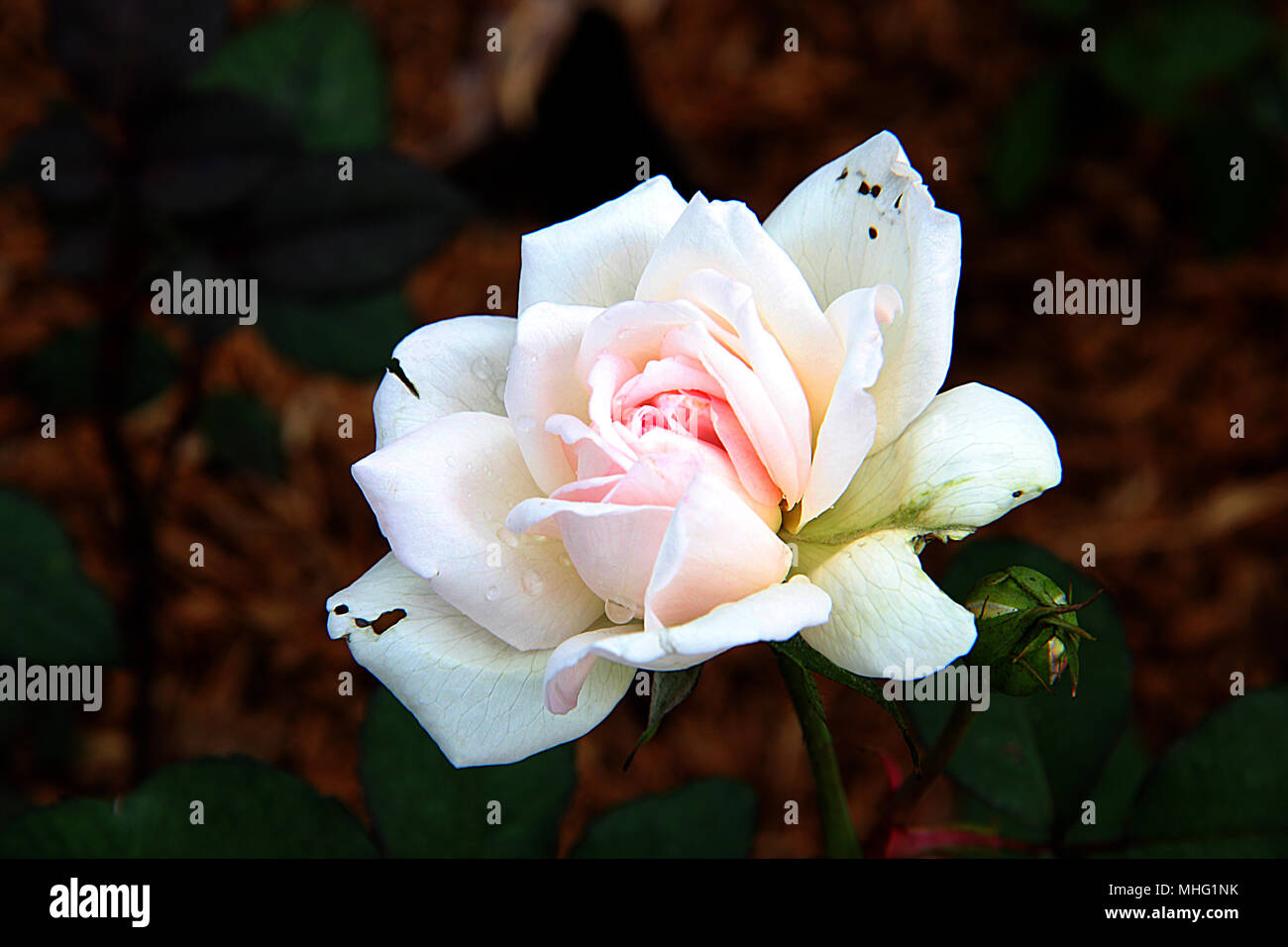 Unique rose Stock Photo