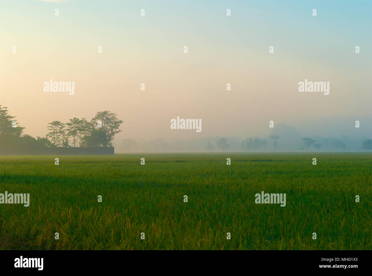 Misty morning light over a rice field in Solo Indonesia Stock Photo