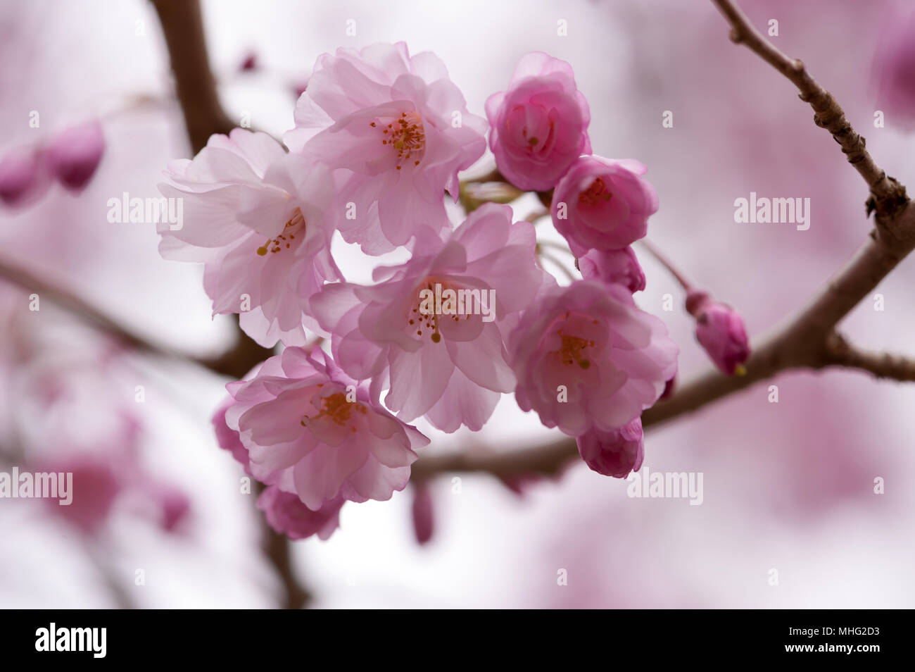Almost Spring Pink Spring Time Looking Pretty In Pink Stock Photo - Alamy