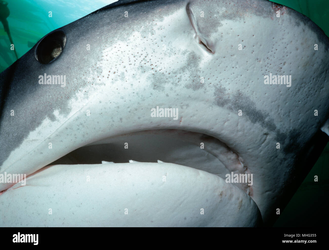 Face of a Tiger Shark (Galeocerdo cuvier). Egypt, Red Sea.    Image digitally altered to remove distracting or to add more interesting background. Stock Photo