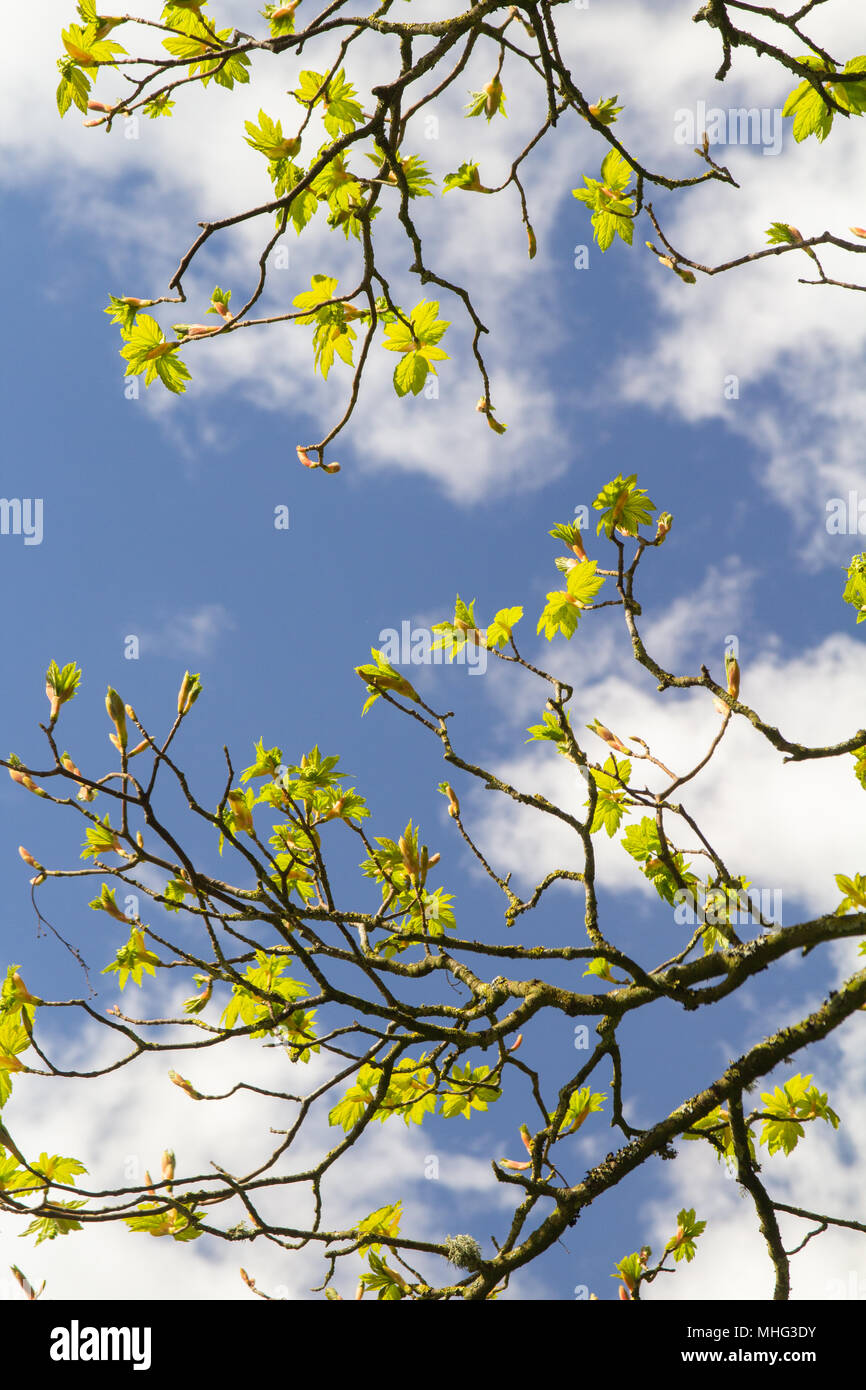 Spring buds against blue sky Stock Photo