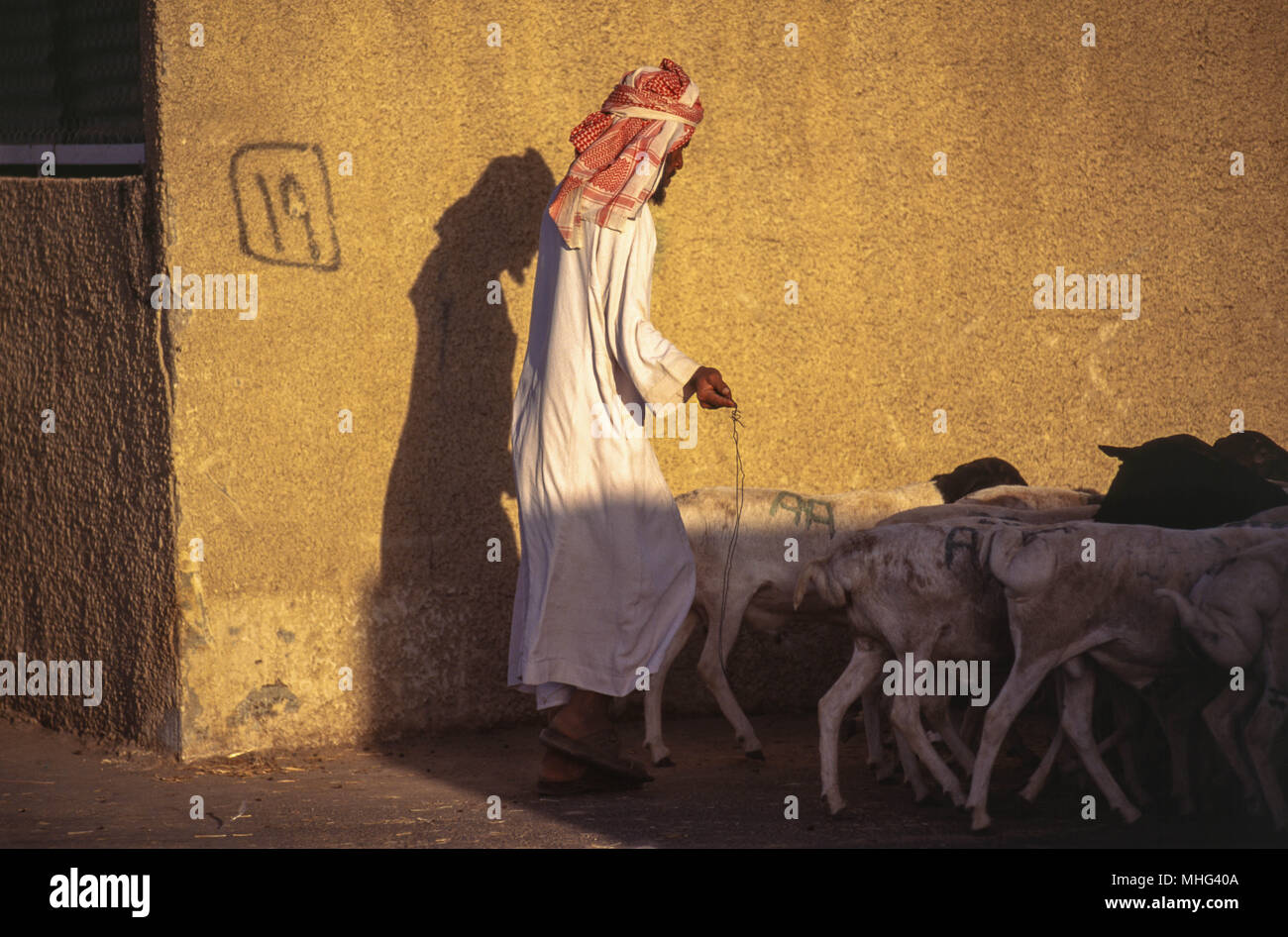 riyadh, saudi arabia -- a third-country laborer slaughterhouse worker on break. Stock Photo