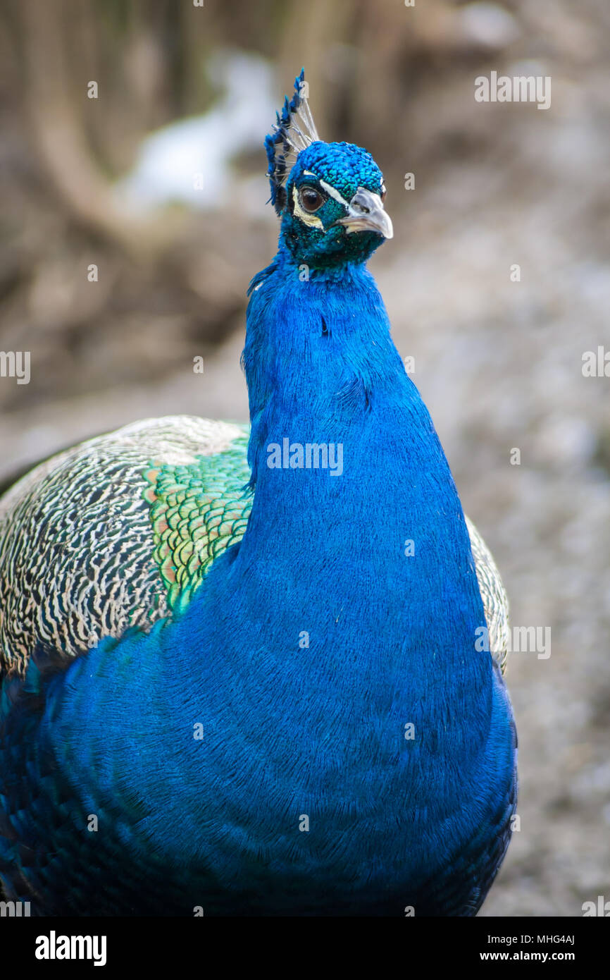 Blue peafowl in free range (Pavo cristatus) Stock Photo