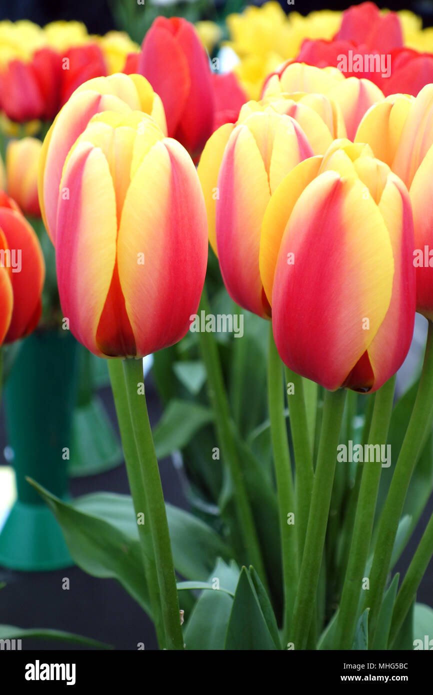 A Display of 'World Peace' Tulips at Harrogate Spring Flower Show