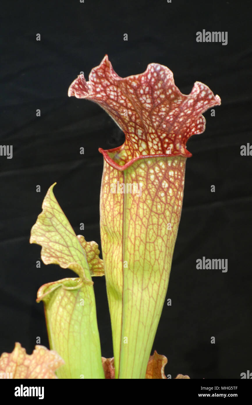 Trumpet pitcher plants hi-res stock photography and images - Alamy
