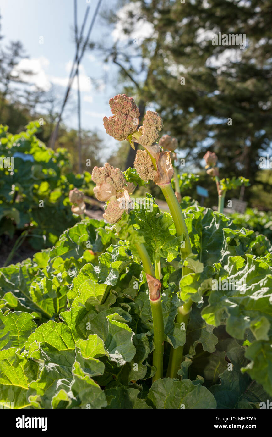 False rhubarb, Munkrabarber (Rheum undulatum) Stock Photo
