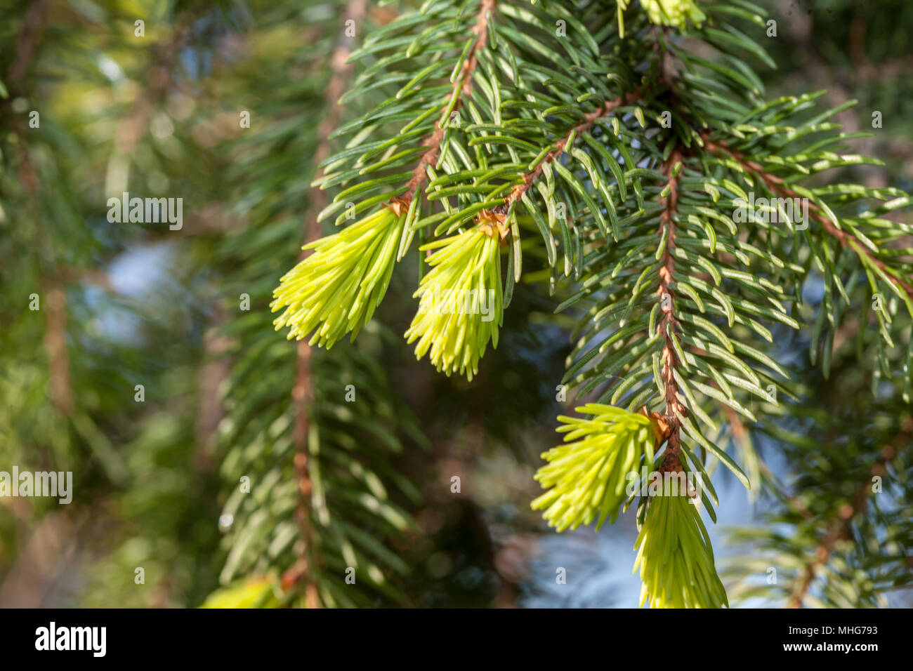 Norway Spruce, Gran (Picea abies) Stock Photo