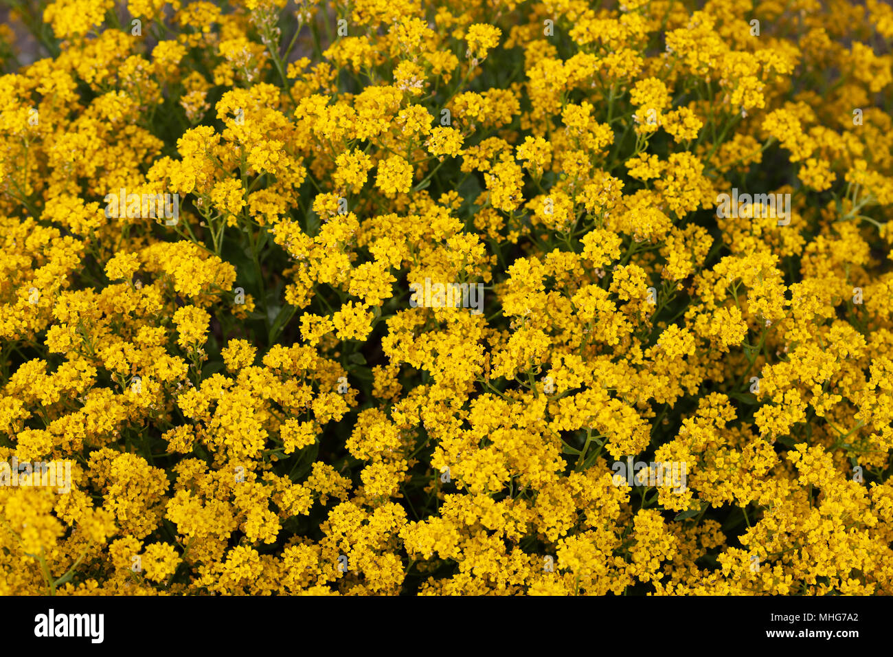 Goldentuft Alyssum, Praktstenört (Aurinia saxatilis) Stock Photo