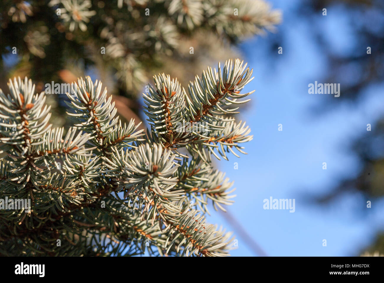 Blue Spruce, Blågran (Picea pungens) Stock Photo