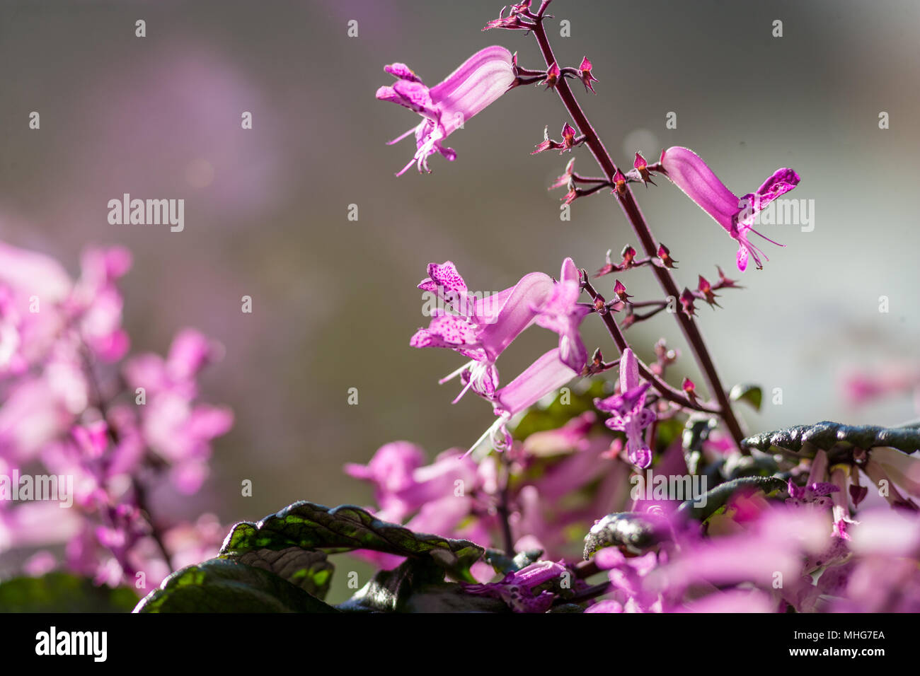 Silverleaf spurflower, Novemberljus (Plectranthus oertendahlii) Stock Photo