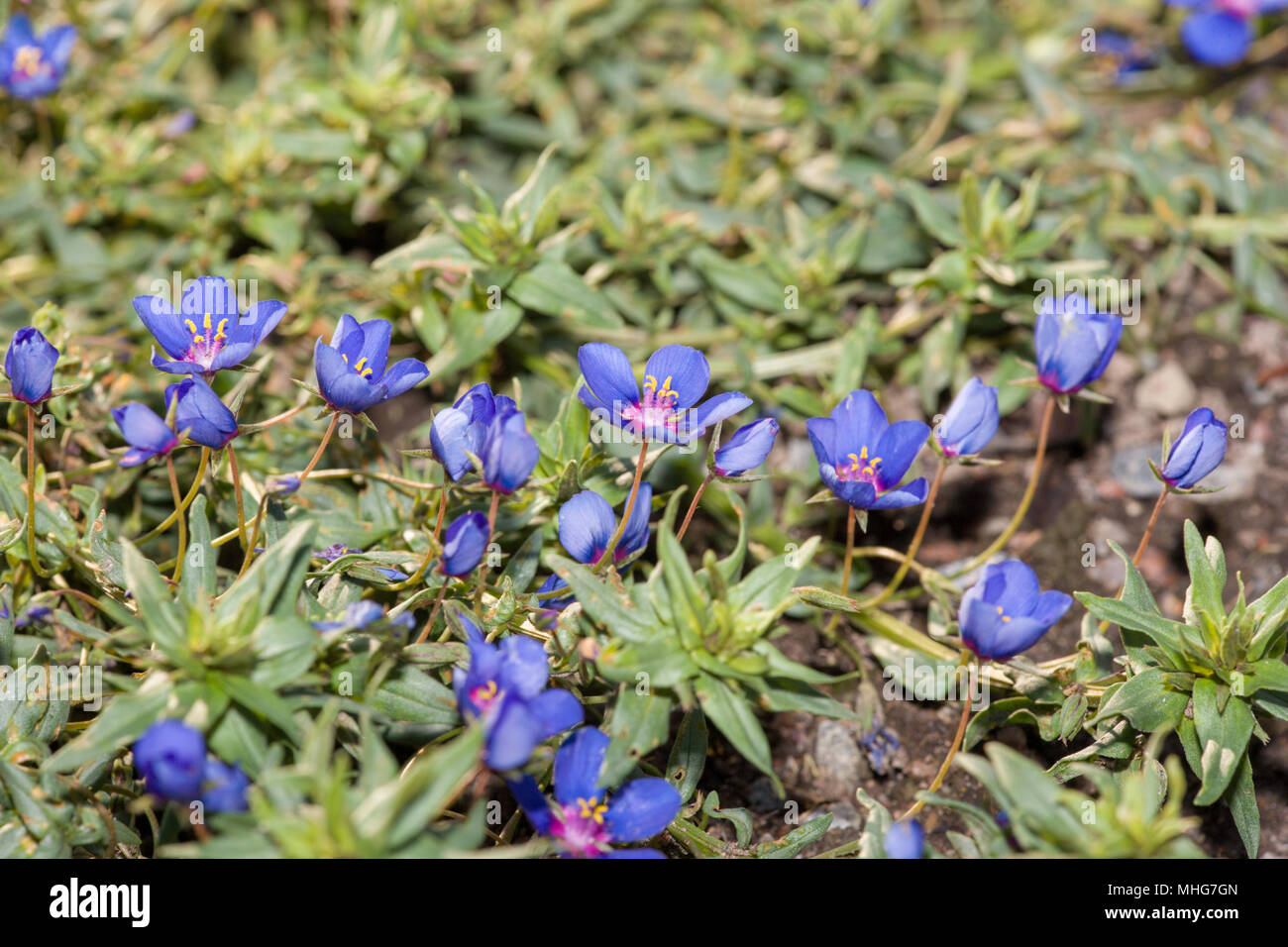 Blue pimpernel, Praktmire (Anagallis monelli) Stock Photo