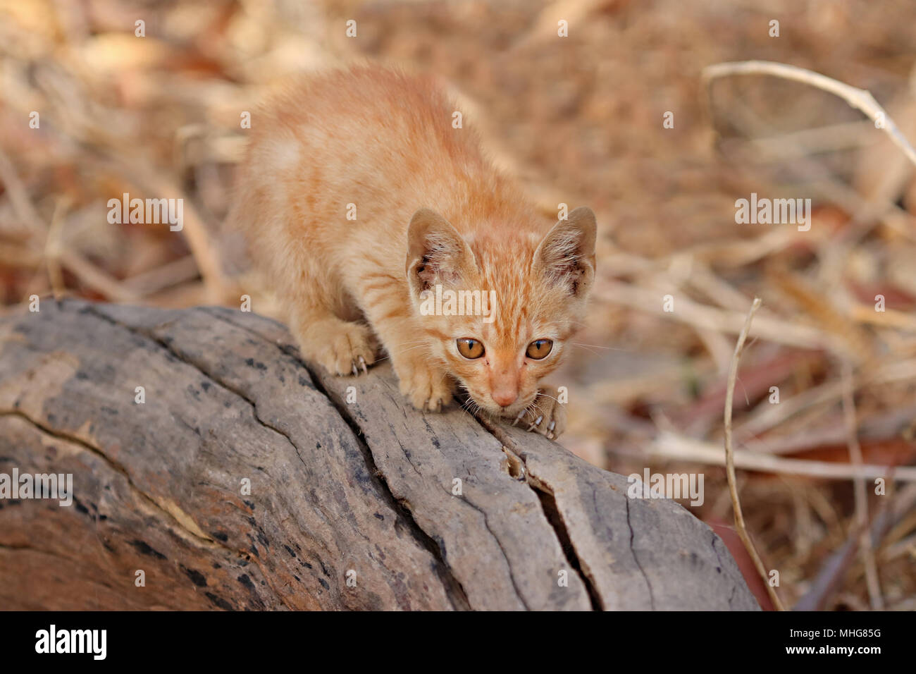 Innocent looking orange tabby kitten on a dried bark of a tree Stock Photo