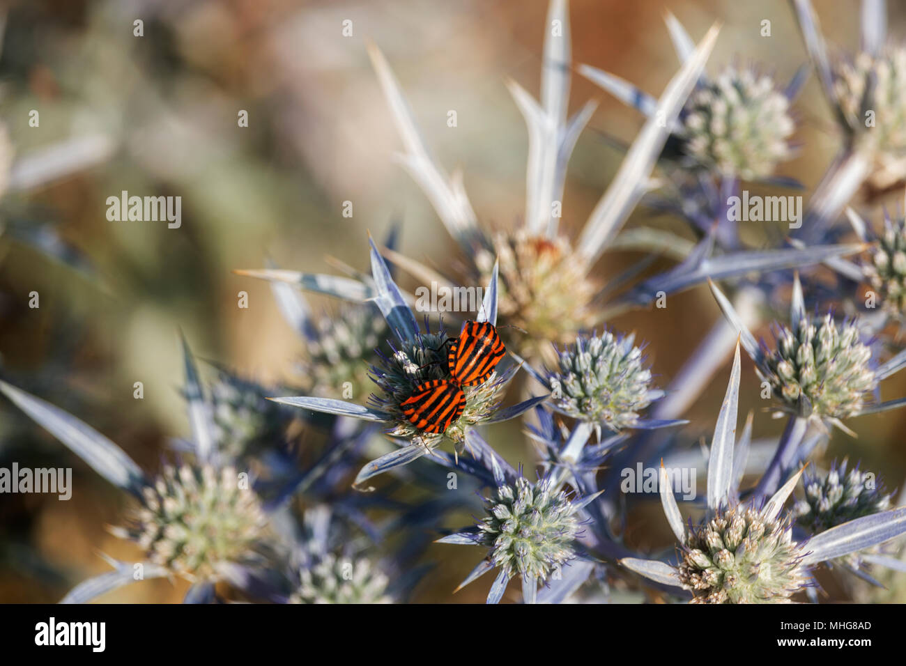 couple of graphosomas ( italian striped bug ) is resting on a eryngiun flower (sea holly ).Black longitudinal stripes stand out against a blue flower Stock Photo