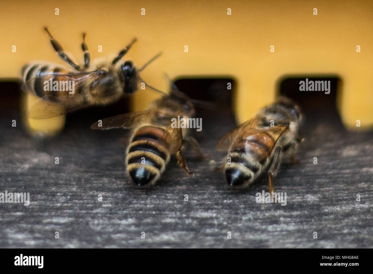 Bees crawl out of a beehive. Stock Photo