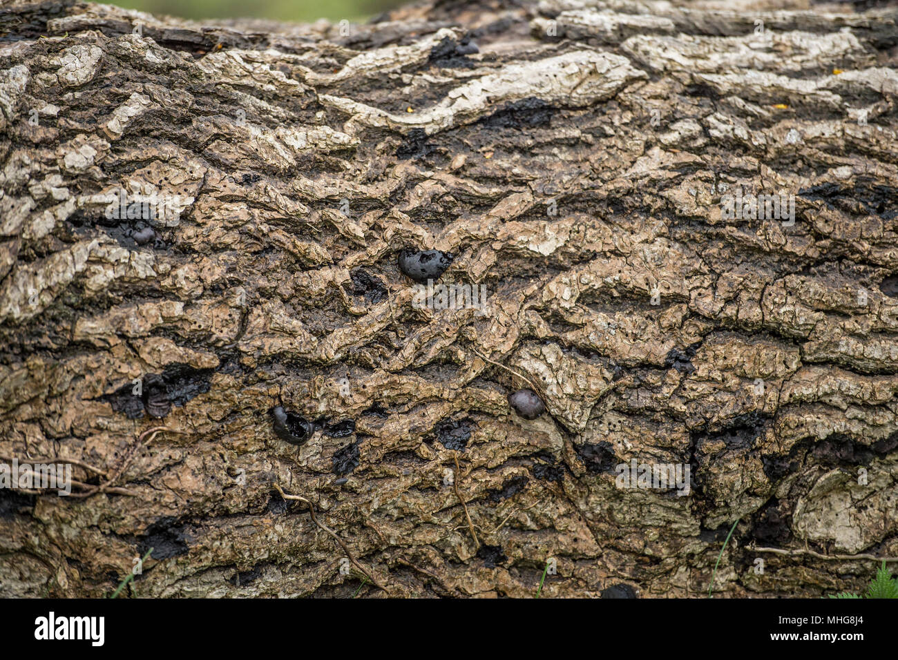 oak bark Stock Photo