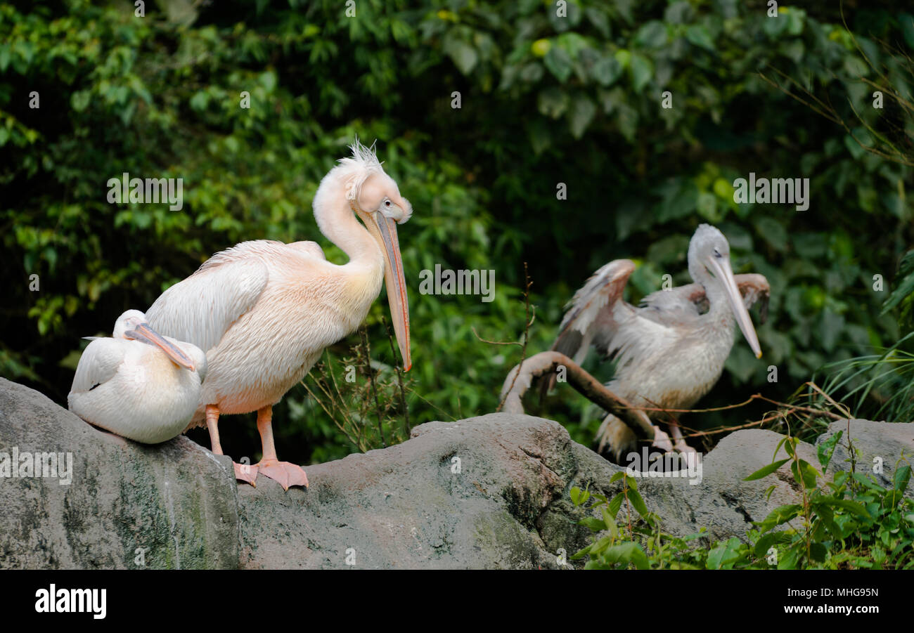 Several Great eastern white pelican bird or Pelecanus onocrotalus on the ground Stock Photo