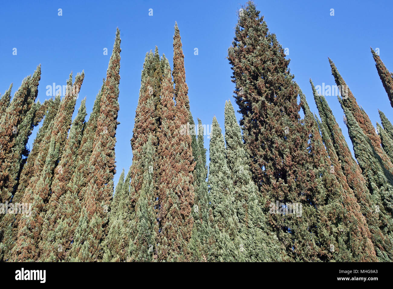 large group of cypress trees against a blue sky Stock Photo