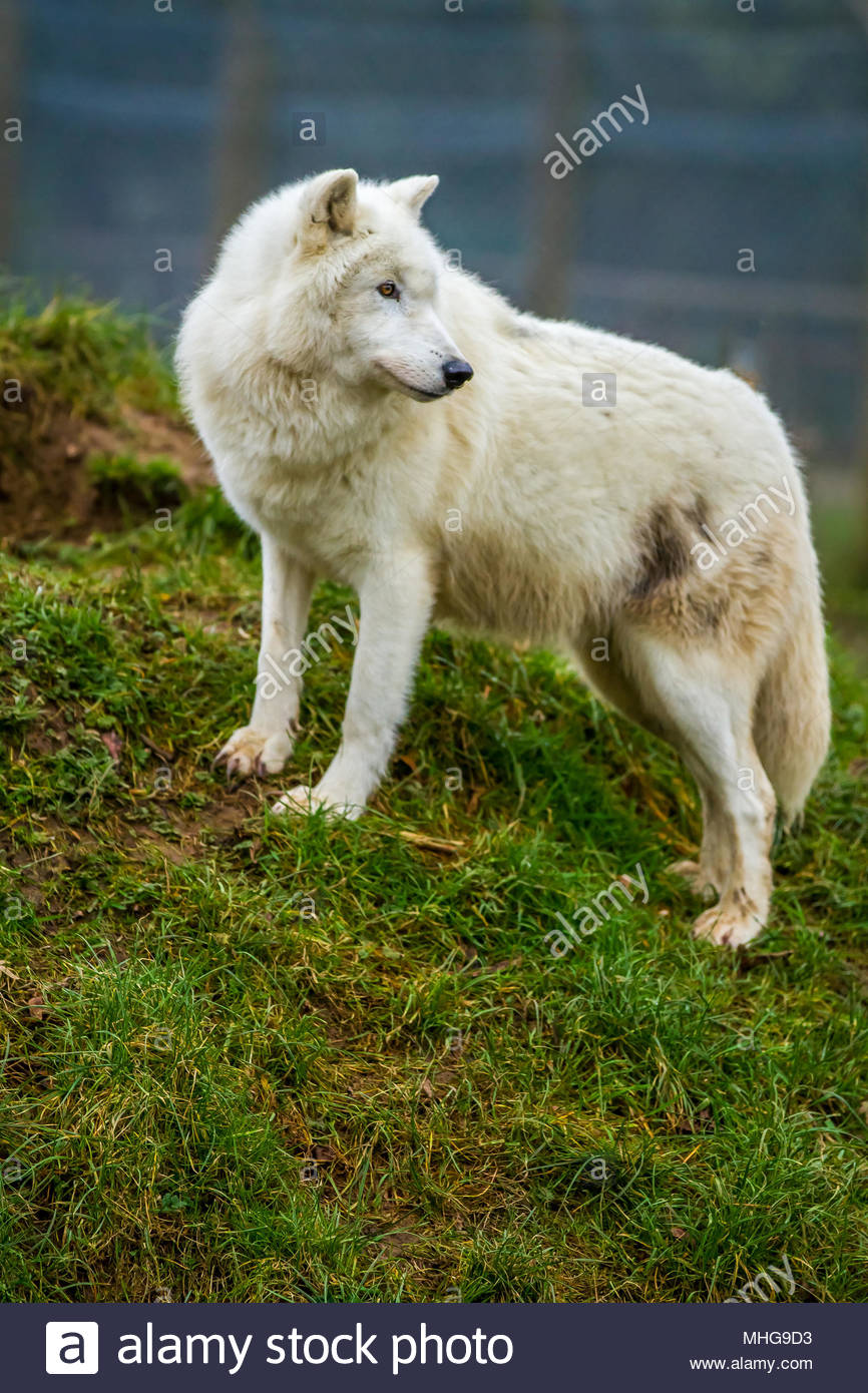 Timber Wolves Yellowstone High Resolution Stock Photography and Images ...
