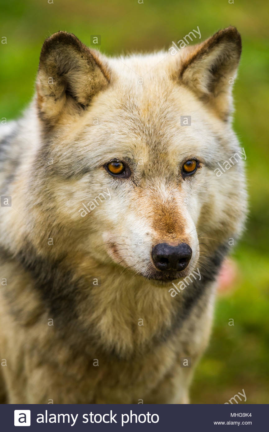 Timber Wolves Yellowstone High Resolution Stock Photography and Images ...