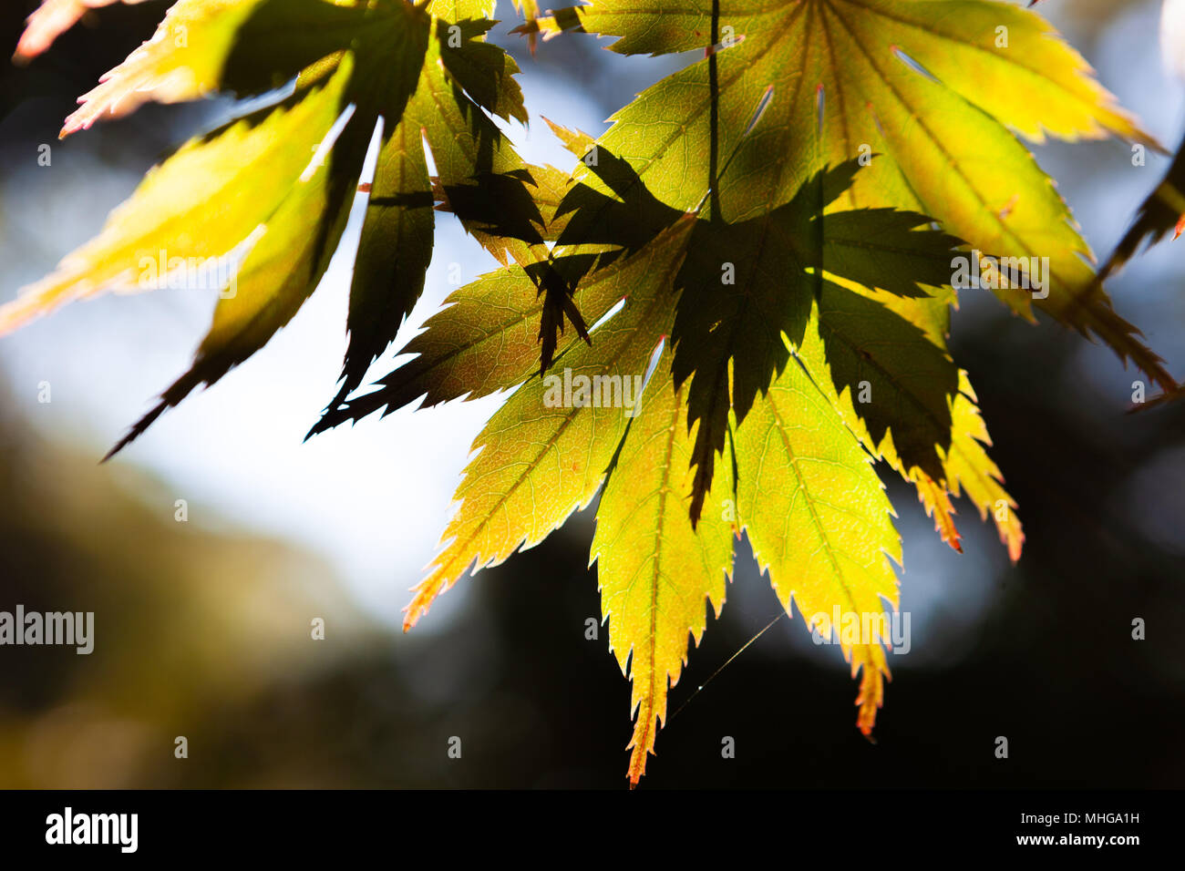 Sun shining through yellow green maple leafs on blurred background Stock Photo