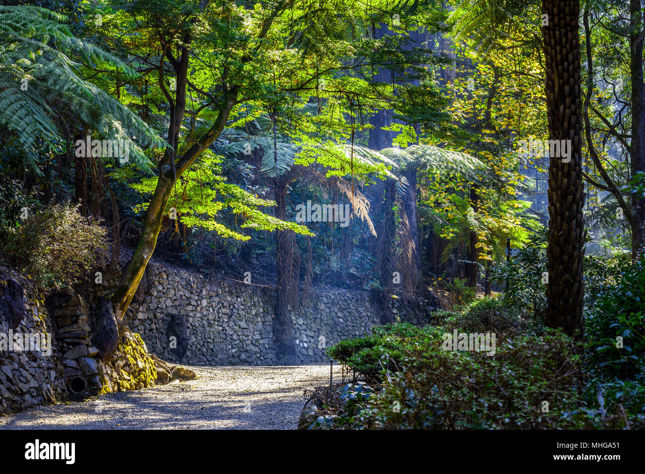 Rays sun among trees hi-res stock photography and images - Alamy