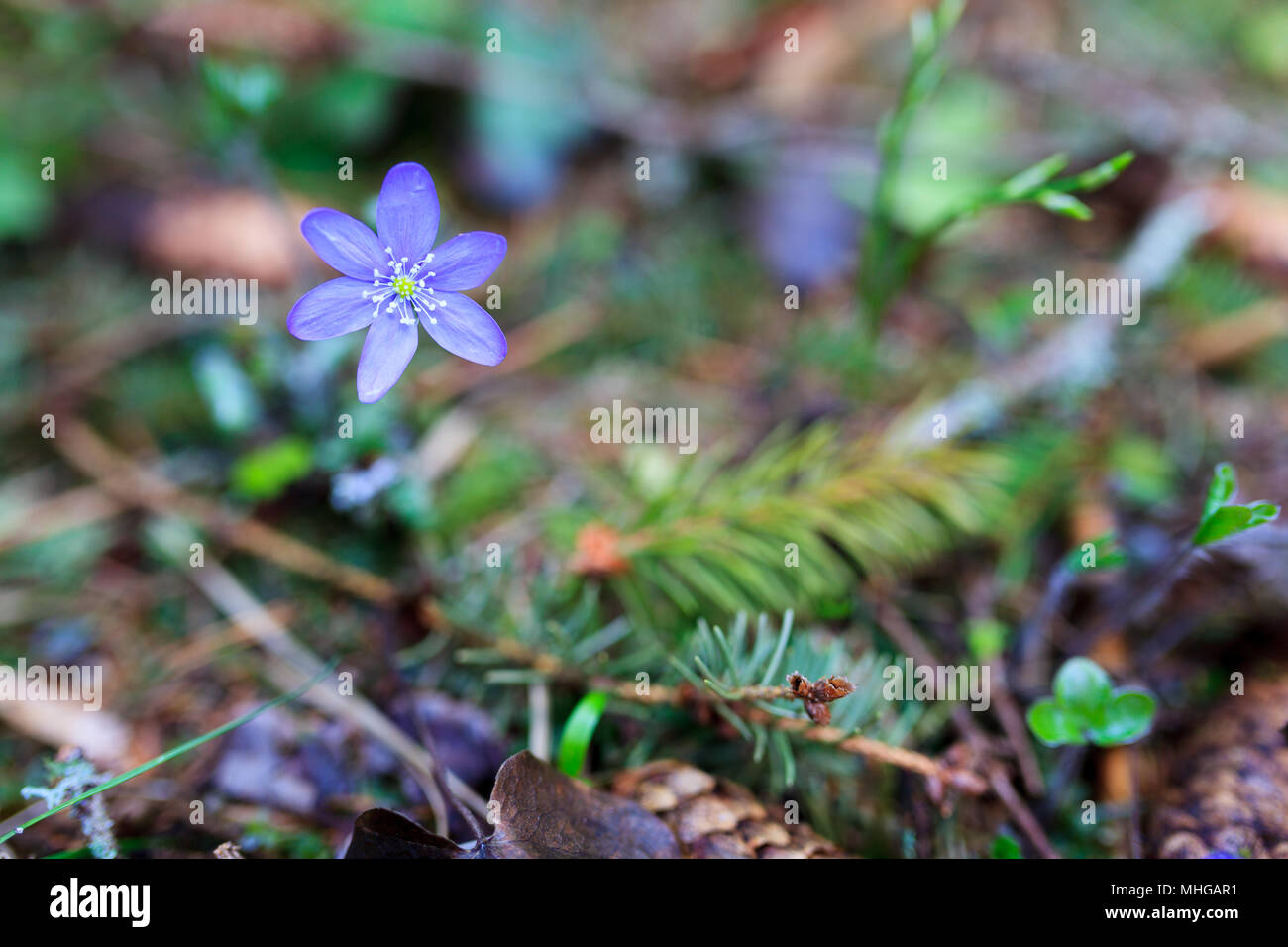 Beautiful common hepatica flower at forest Stock Photo