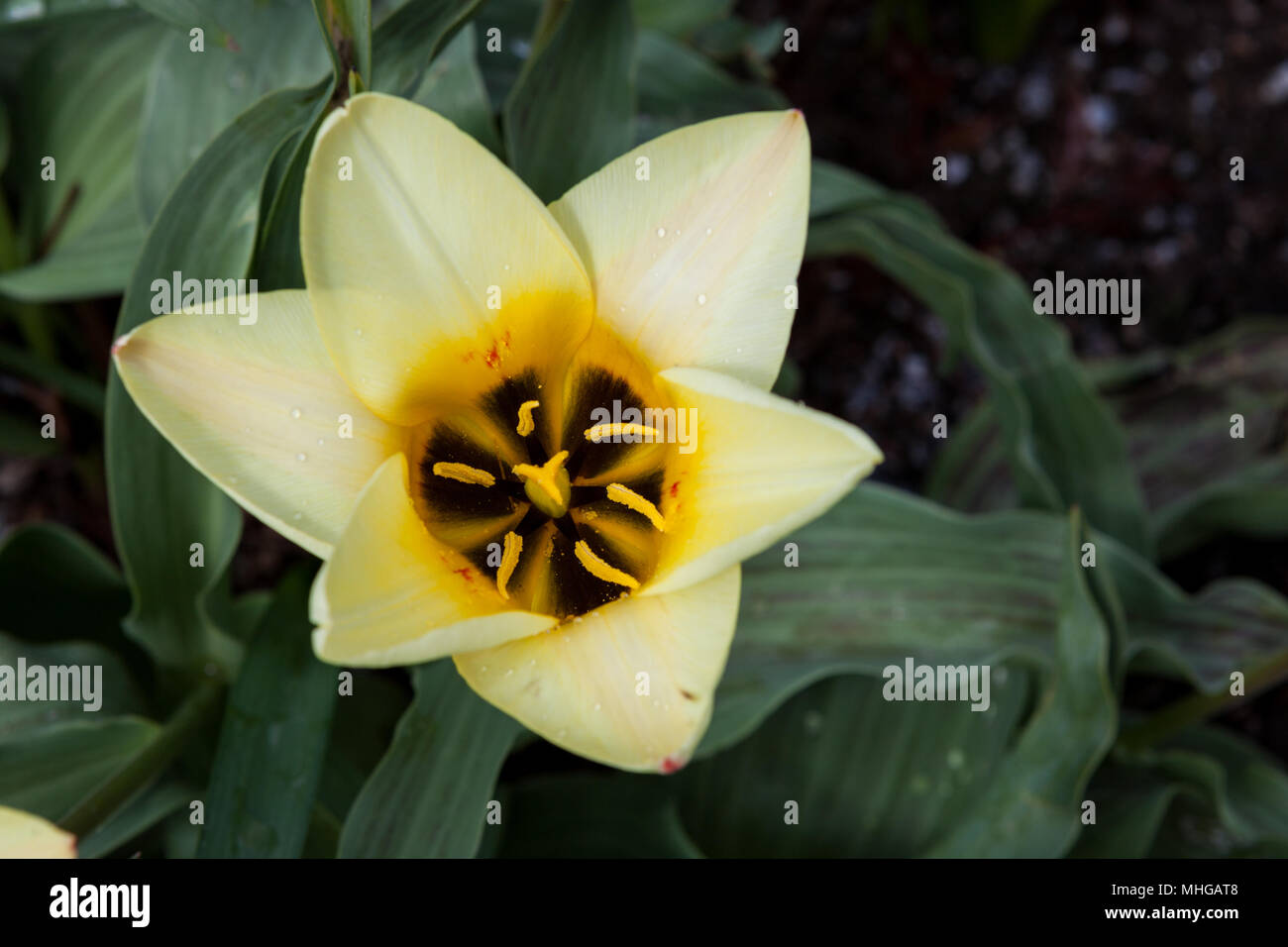 Beautiful blooming spring flowers hi-res stock photography and images ...