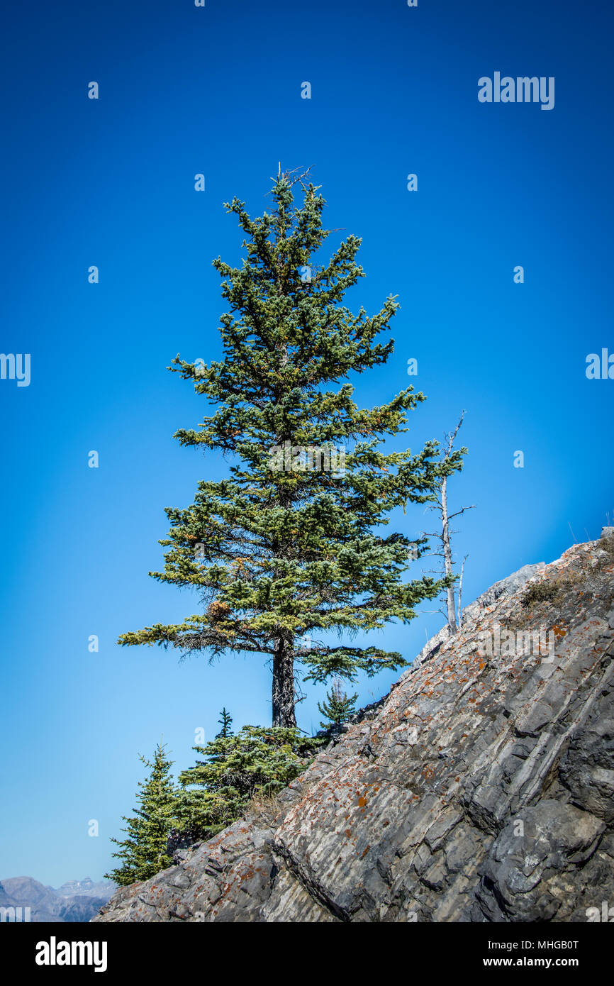 Pine tree standing alone on the side of a mountain with blue clear sky. Stock Photo