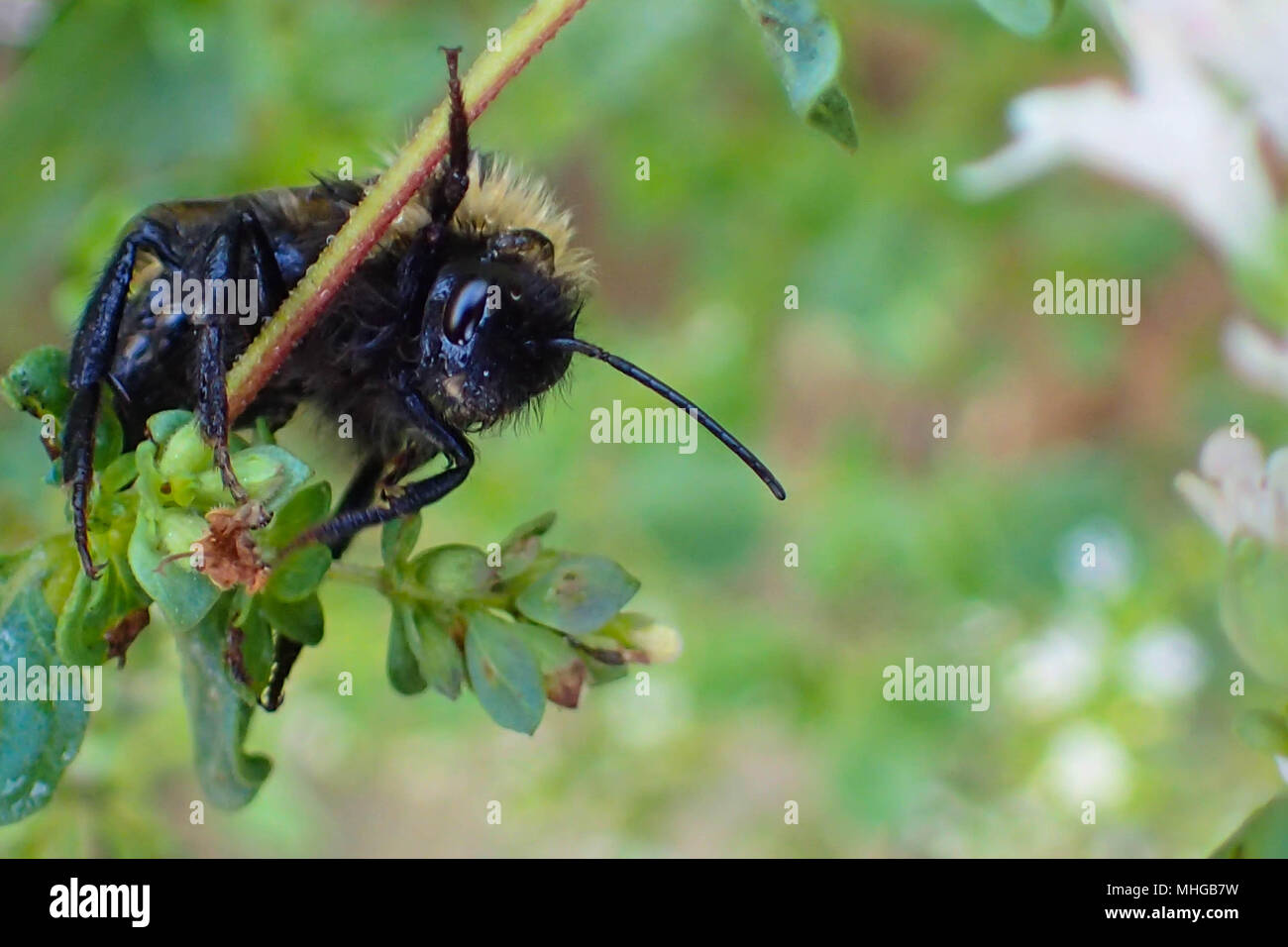 An active bumblebee on a plant. The bumble bee sticking around a flower stalk. Face turned towards the photographer. Picture is taken from underneath Stock Photo