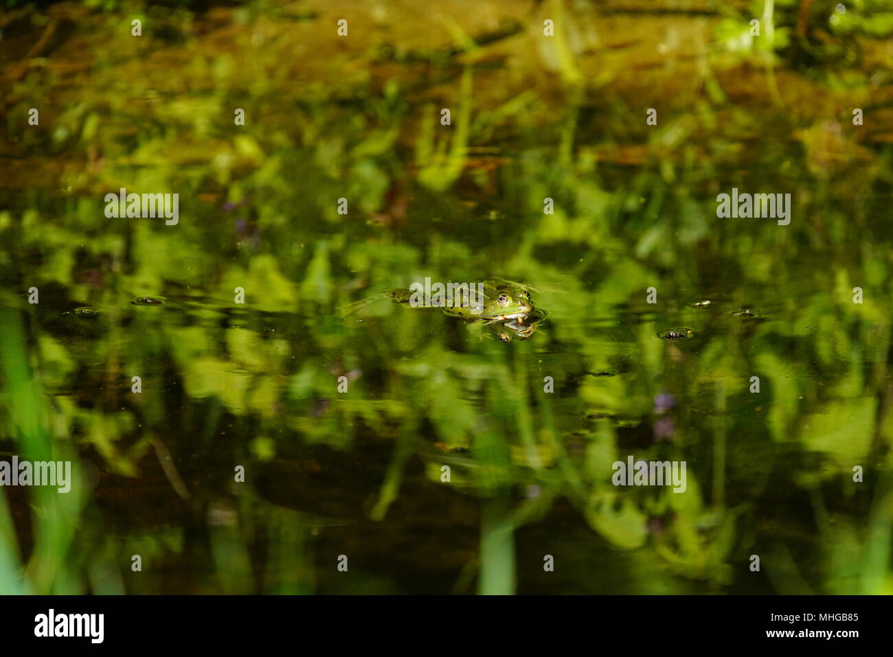 Edible frog (Pelophylax kl. esculentus), Lange Erlen, Switzerland. Stock Photo