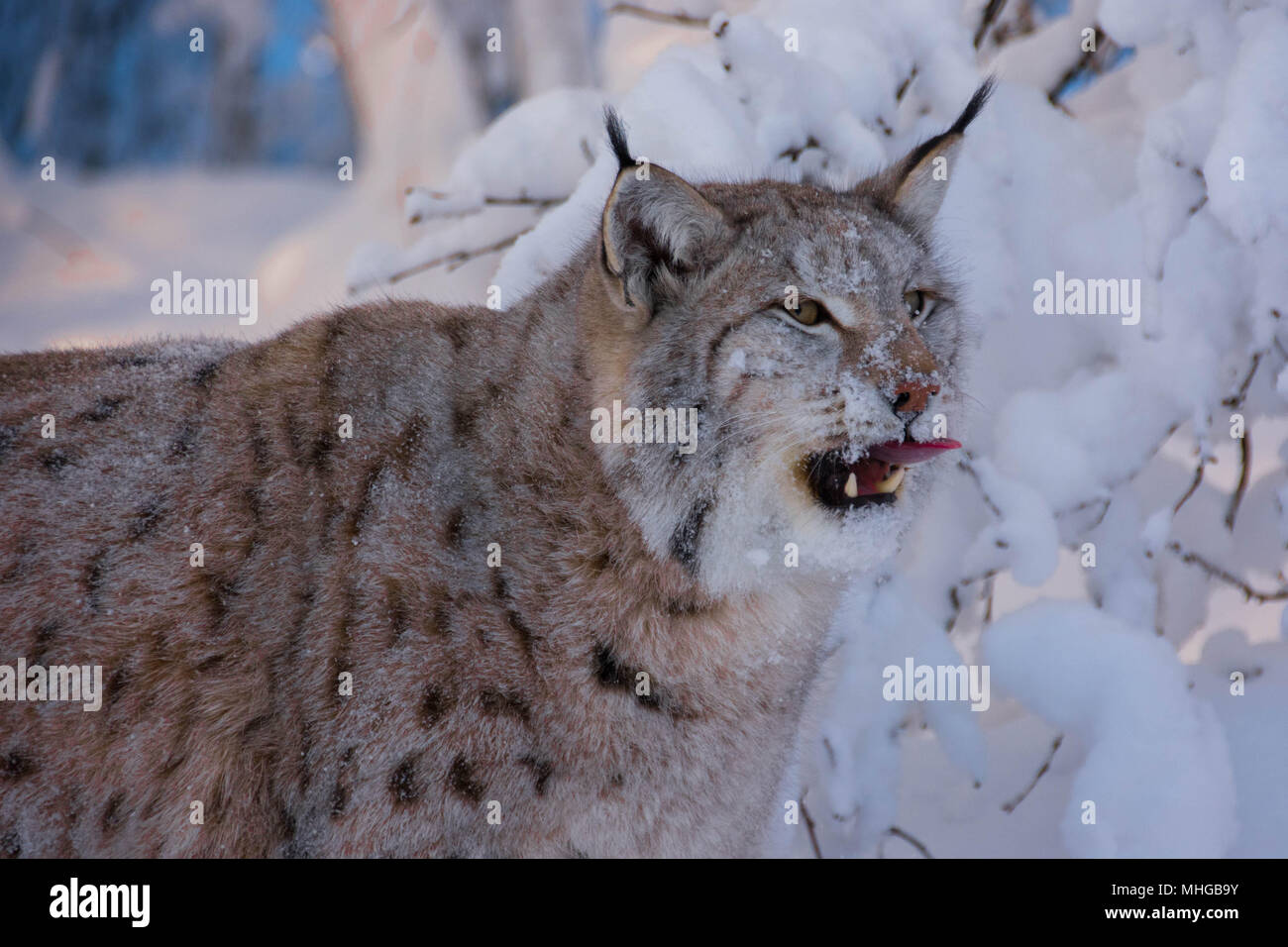 The Lynx does not roar, instead it does purr, meow, whine and hiss. Here is an Eurasian Lynx with spots. A so called cat lynx. The Lynx lynx in the sn Stock Photo